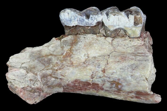 Oligocene Horse (Mesohippus) Jaw Section #101849